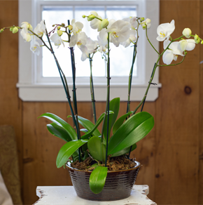 Stunning Orchid Trio